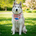 Pre-Production Sample Custom Bosco Large Polyester Dog Bandana L / SOLID WHITE - Pet Accessories